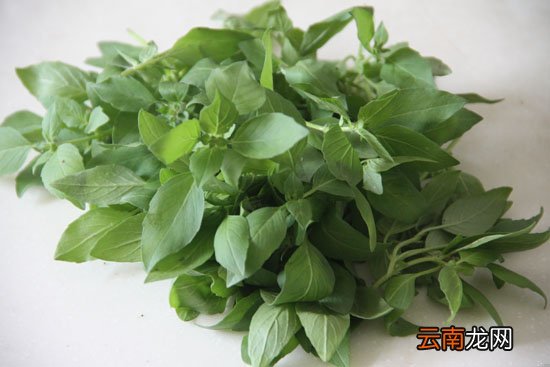 荆芥和薄荷的区别是什么