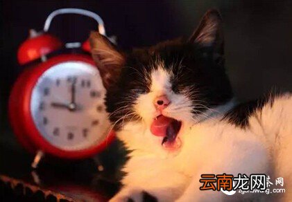 喝了茶就真能提神？没喝对，也是等于白搭！