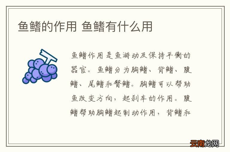 鱼鳍的作用 鱼鳍有什么用