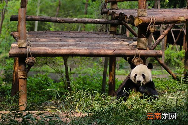 国宝大熊猫有什么特征 大熊猫的有什么特征