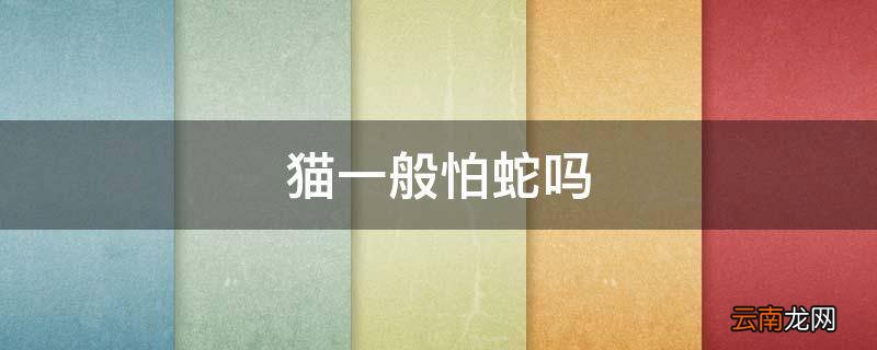 猫一般怕蛇吗