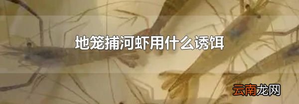 地笼捕河虾用什么诱饵