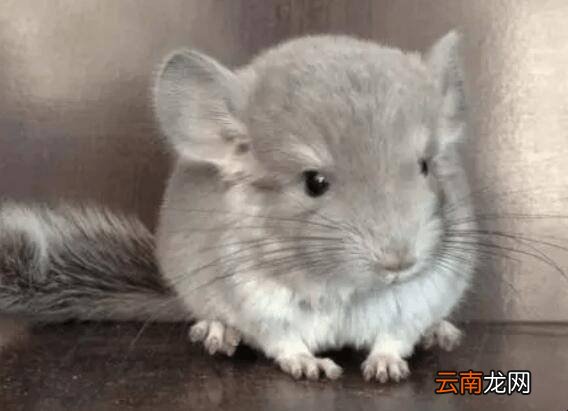 可以认主的小型异宠物有哪些
