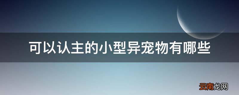 可以认主的小型异宠物有哪些