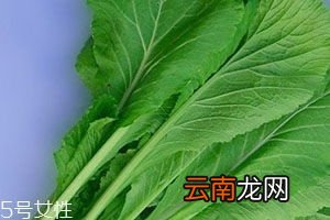 红君达菜的功效与作用,君达菜根有什么功效