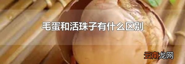 毛蛋和活珠子有什么区别