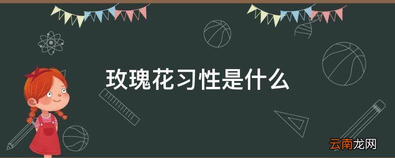 玫瑰花习性是什么