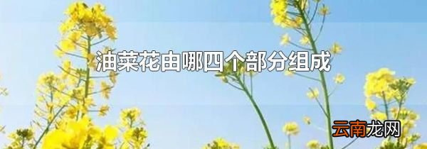 油菜花由哪四个部分组成