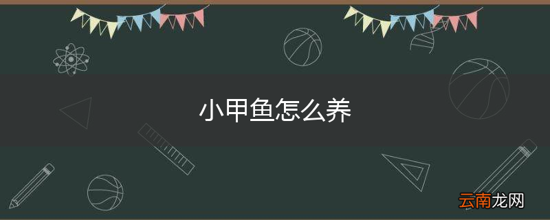 小甲鱼怎么养