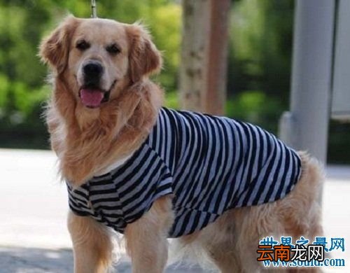 什么犬最聪明最好养,什么品种的狗最聪明？