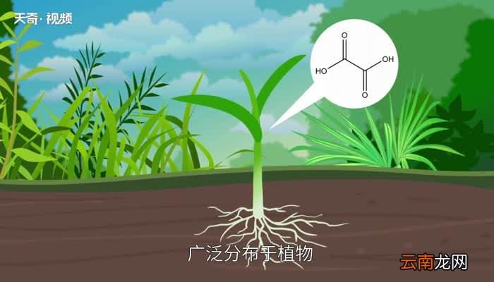 草酸的作用 草酸的用途有哪些