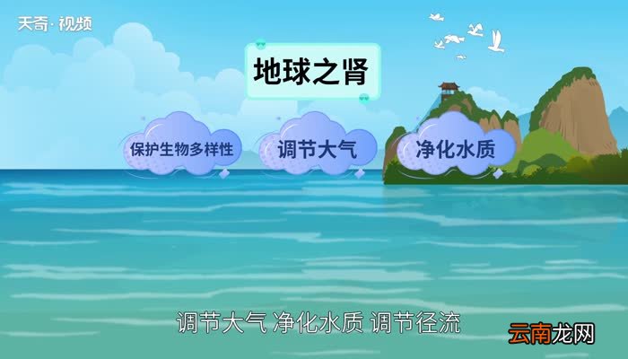 湿地的作用 湿地都有哪些作用