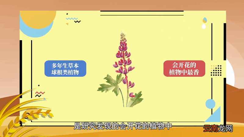 风信子的花语 风信子的花语是什么