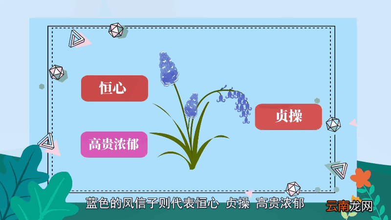 风信子的花语 风信子的花语是什么