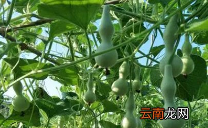 小葫芦可以送人吗