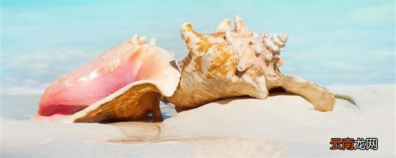 海螺怎么煮 海螺怎样煮