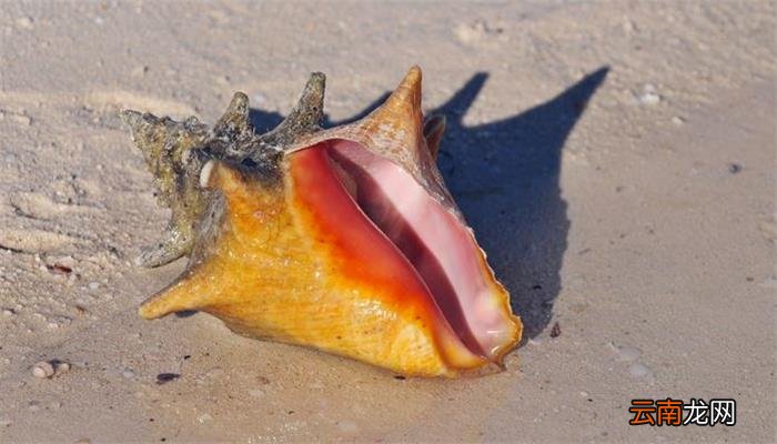 海螺怎么煮 海螺怎样煮