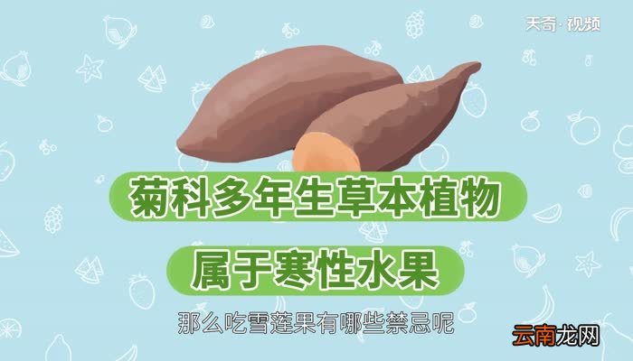 吃雪莲果的禁忌 雪莲果的属性
