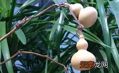 普通葫芦可以挡煞吗
