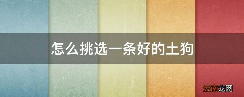 怎么挑选一条好的土狗