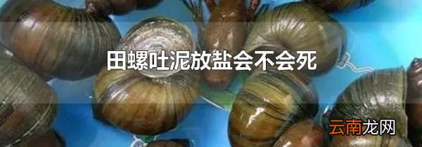 田螺吐泥放盐会不会死