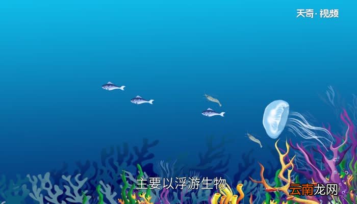 海蜇是水母吗 怎么区分海蜇和水母