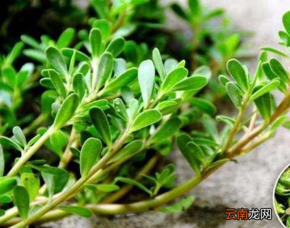 这5种野菜定要全买下，吃一次相当困难，养生价值比普通蔬菜还高