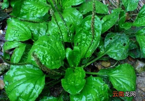 这5种野菜定要全买下，吃一次相当困难，养生价值比普通蔬菜还高