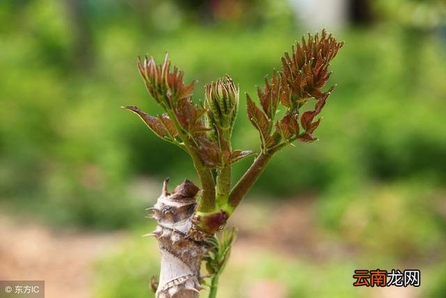 这5种野菜定要全买下，吃一次相当困难，养生价值比普通蔬菜还高