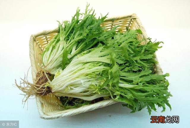 这5种野菜定要全买下，吃一次相当困难，养生价值比普通蔬菜还高