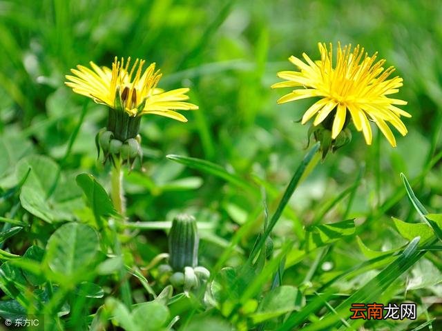 这5种野菜定要全买下，吃一次相当困难，养生价值比普通蔬菜还高