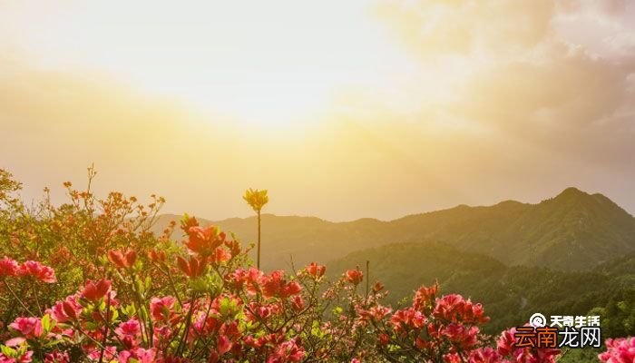芙蓉花怎么养 芙蓉花怎么养家庭养法