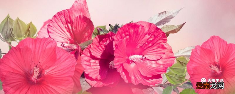 芙蓉花怎么养 芙蓉花怎么养家庭养法