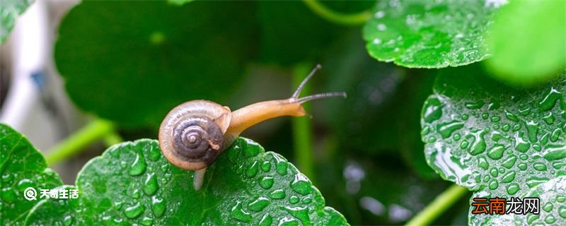 谷雨种薏仁米吗 谷雨可以种薏仁米吗