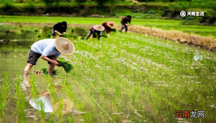 谷雨种薏仁米吗 谷雨可以种薏仁米吗