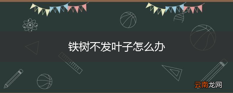 铁树不发叶子怎么办