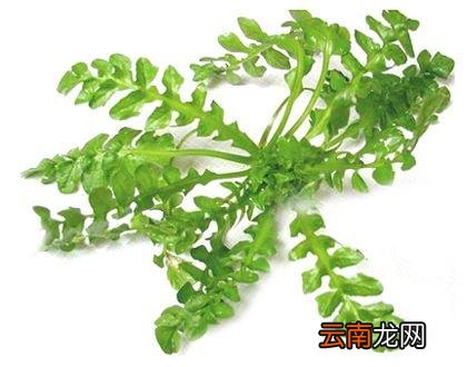 什么人不适合吃荠菜