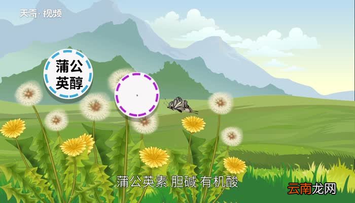 蒲公英的花语 蒲公英的花语是什么