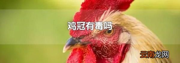 鸡冠有毒吗