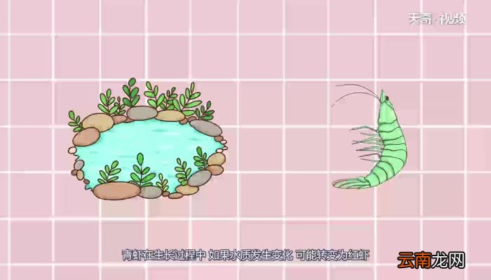 小龙虾是青虾好还是红虾好 小龙虾是选青虾还是红虾