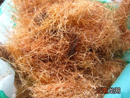 适当的服用玉米须能否减肥