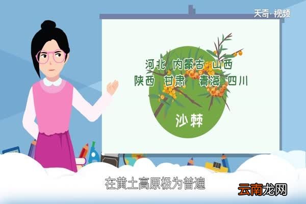 沙棘是什么 什么是沙棘