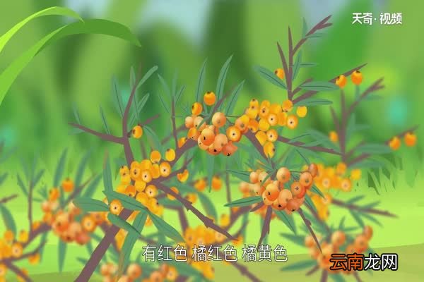 沙棘是什么 什么是沙棘