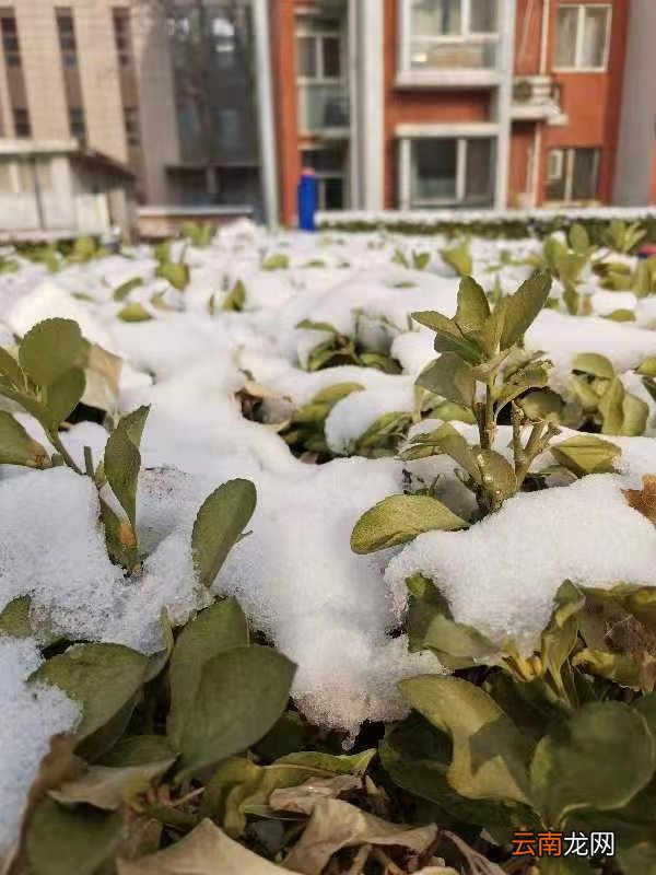 小雪单图配文 小雪图片文案配图