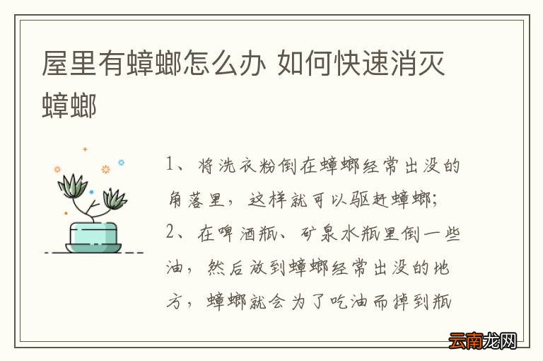屋里有蟑螂怎么办 如何快速消灭蟑螂