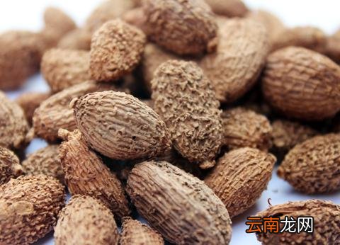 砂仁如何辨别 帮你选购优质砂仁