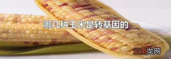 哪几种玉米是转基因的