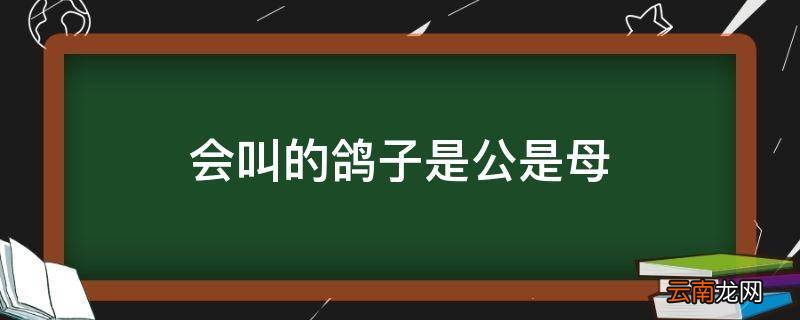 会叫的鸽子是公是母
