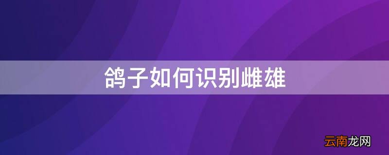 鸽子如何识别雌雄图 鸽子如何识别雌雄