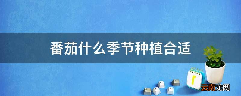 番茄什么季节种植合适